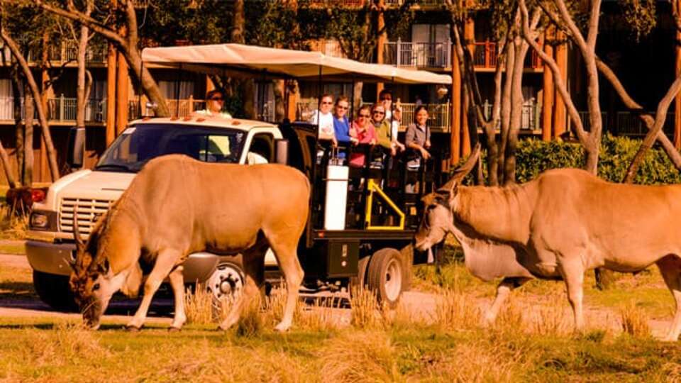 Animal Kingdom - Kidani Village