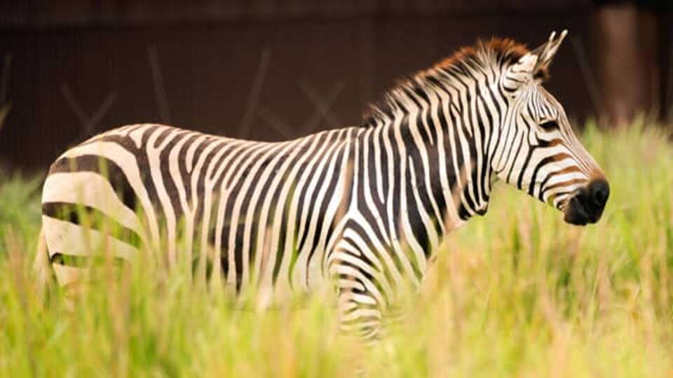 Animal Kingdom - Kidani Village