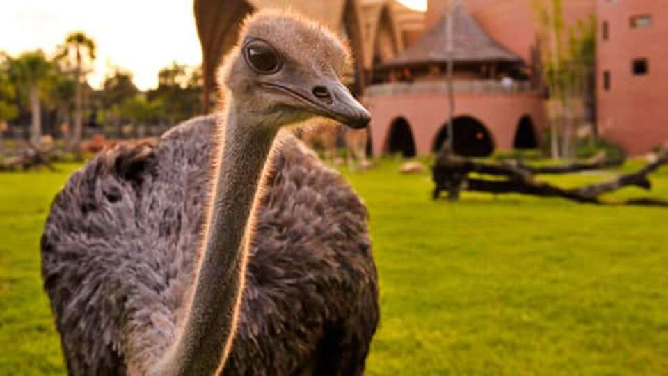 Animal Kingdom - Kidani Village